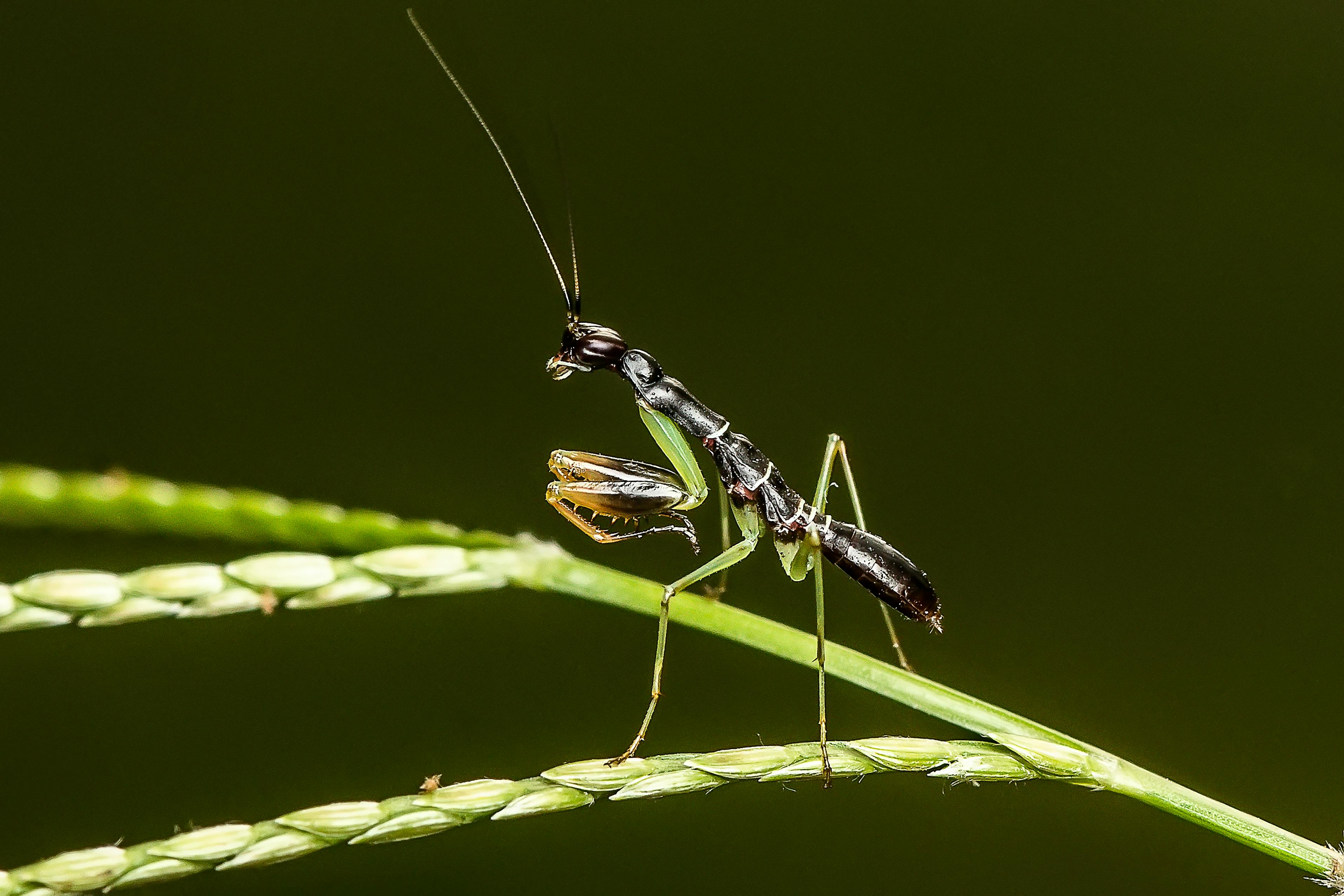 Mantis in Action from Marvel Comics